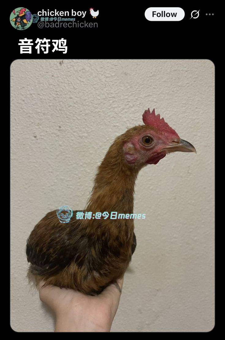 唱（badrechicken）今日meme 今日memes