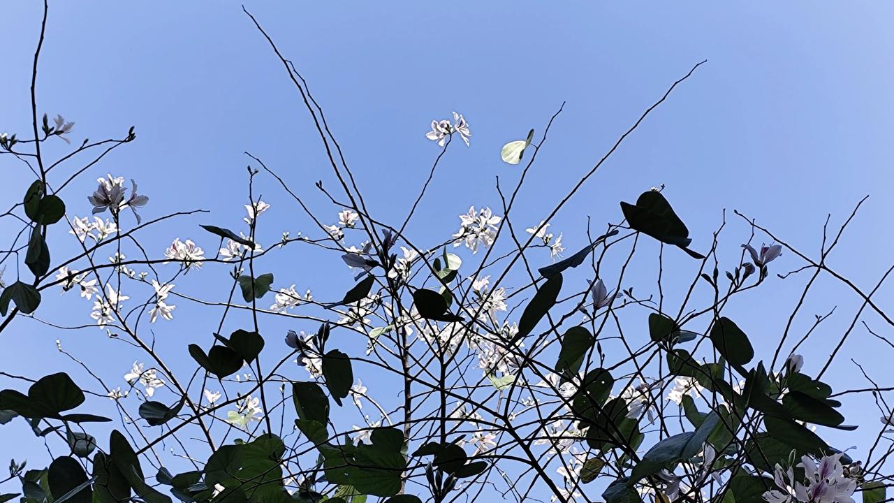 春日生活打卡季开在半空中的花花🌸🌸🌸！有一种优越，高冷的感觉！分享随手拍的