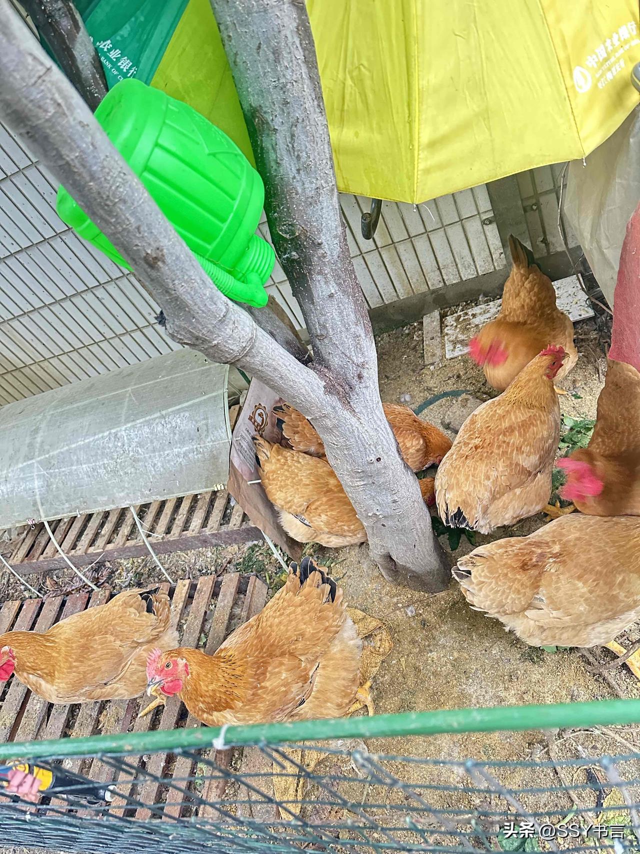 萌宠小聚：鸡儿们欢聚一堂，共享美好时光！🐔🌞