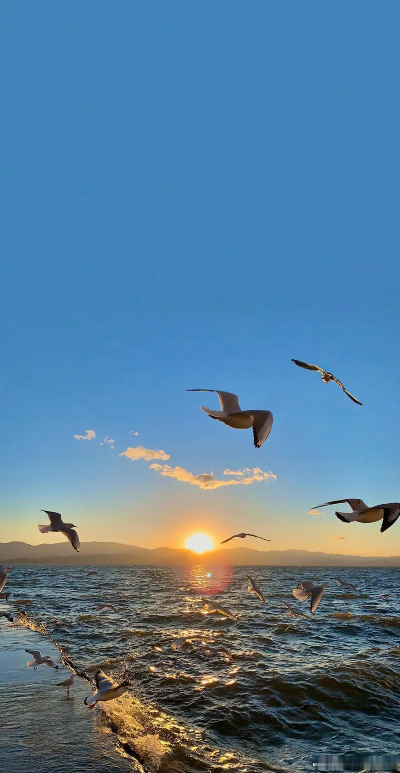 壁纸 夕阳铺在粼粼海面，海鸥自由翱翔，这一刻，安静且自由。 