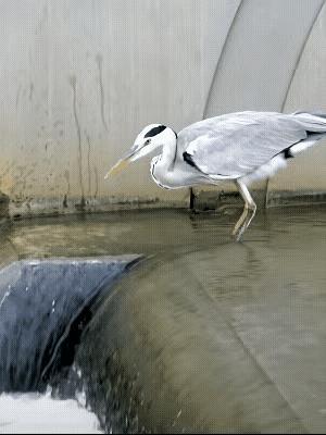 守株待兔或许不行，但是，守株待鱼真的可以哦～