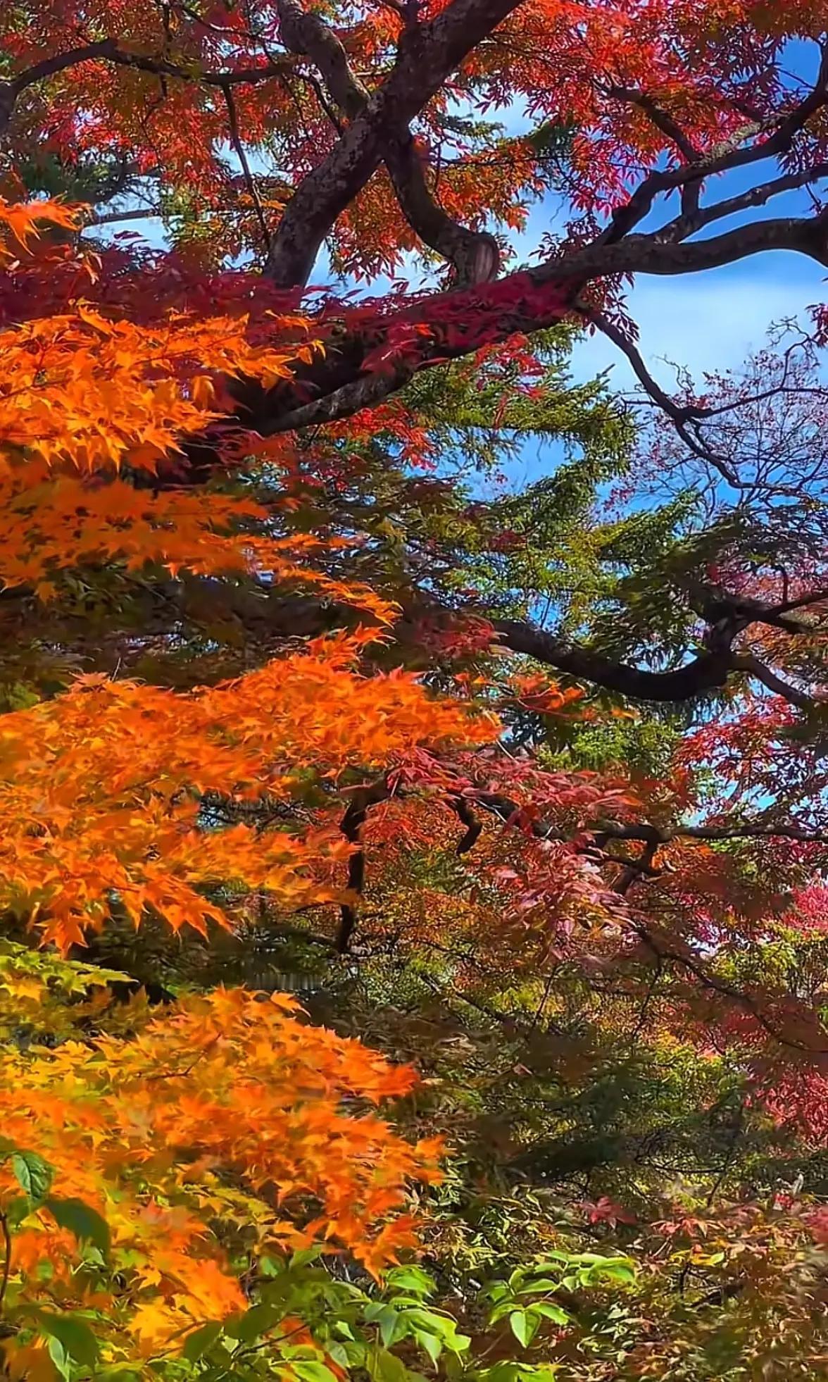 迷人的东北乡村风景图片这就是本溪关门山和老边沟的红叶，是我看过中国最漂亮的红叶景