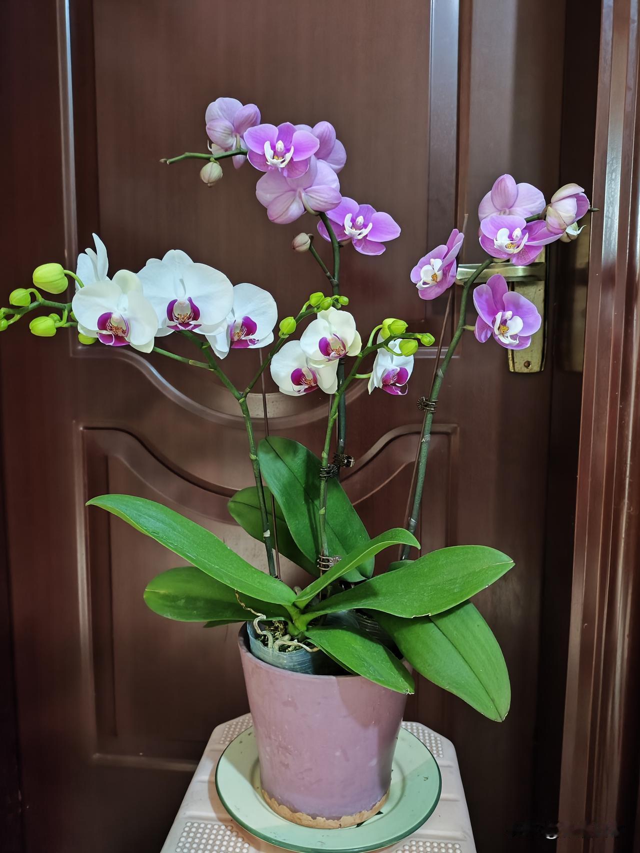 这一段时间去亲戚家，照顾亲戚两个多月，心情有些不是太好，回家之后，去逛街看见花店