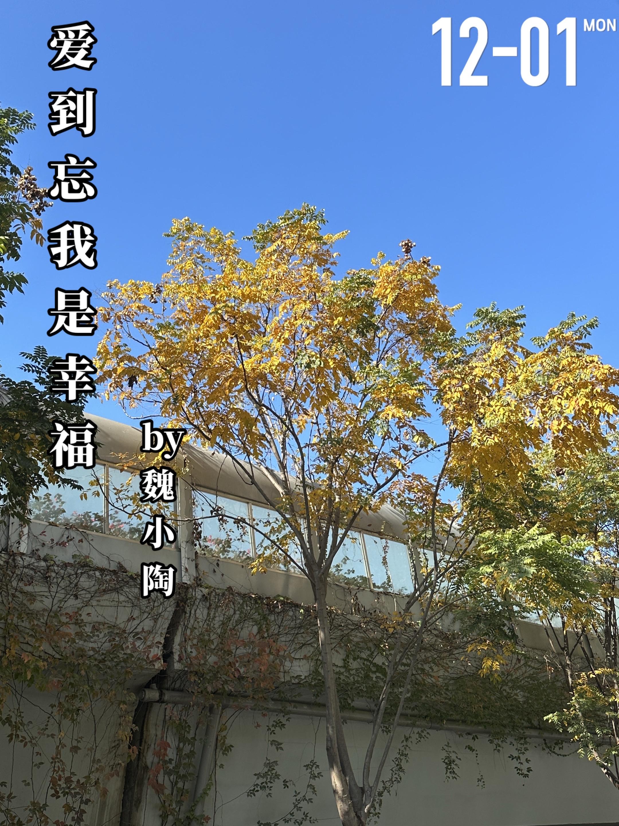 《爱到忘我是幸福》by魏小陶。单冬青（女主）是一名律师，因为一桩案子与...