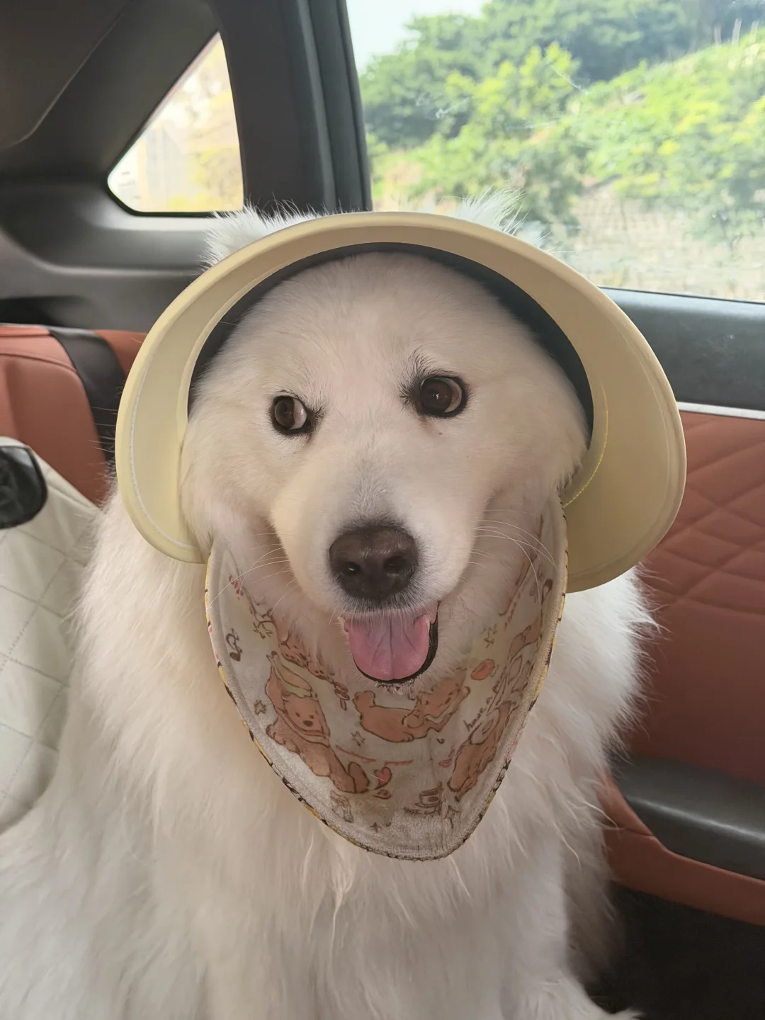 是谁跟我说狗露眼白很可爱的