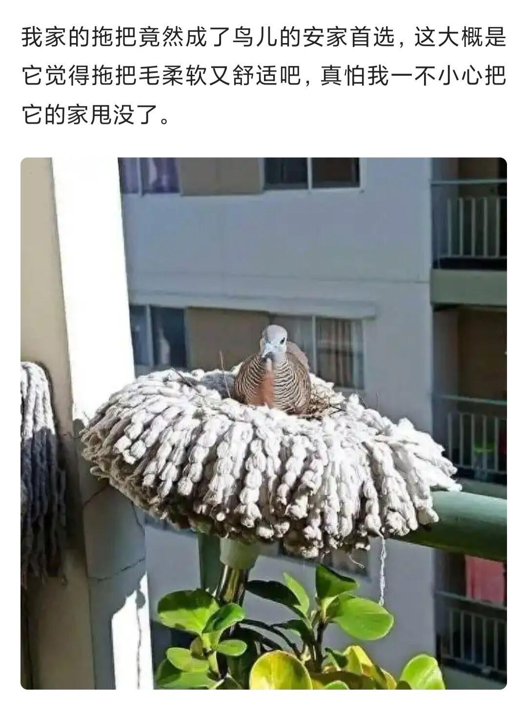 我家的拖把竟然成了鸟儿的安家首选