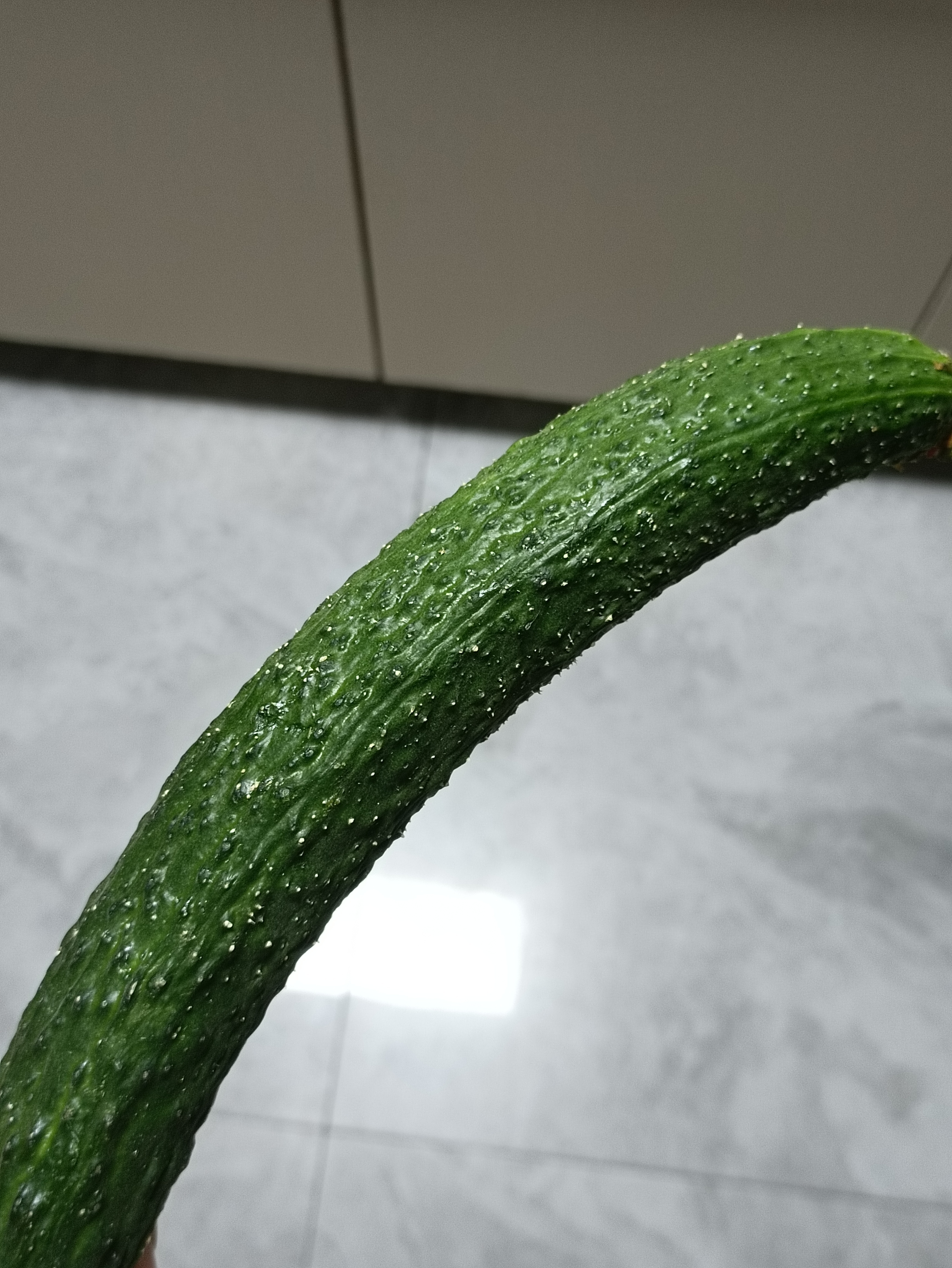 半夜饿的不行了站在冰箱前纠结了十分钟想吃东西又不想胖最后掏出了一个🥒.... 