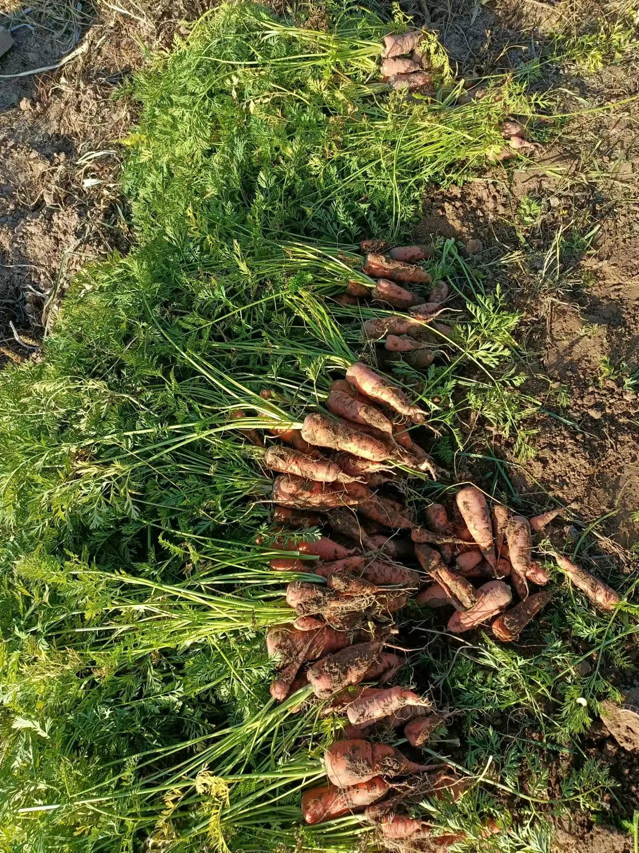 农村有个小院会带给你多少惊喜！
我从小生活在农村，后来考上大学分配到县城上班。老
