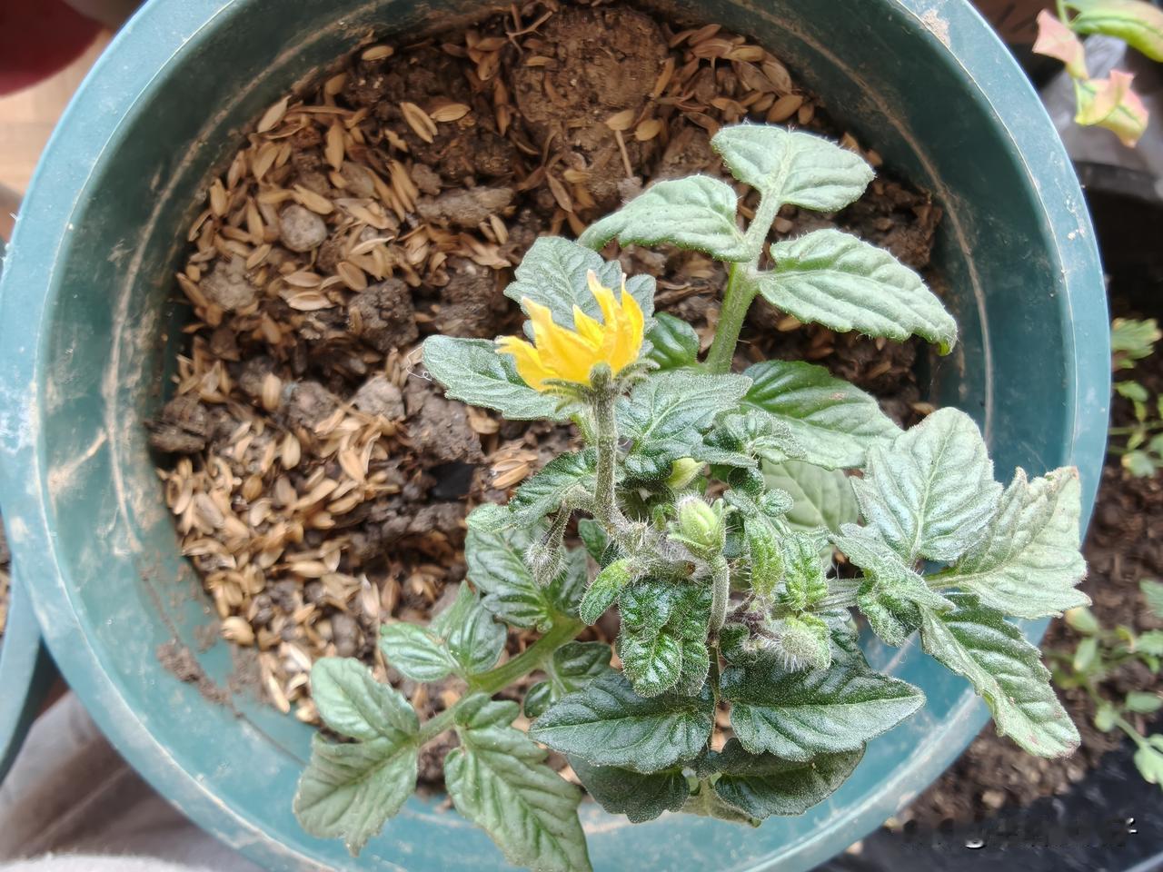 矮生番茄开花了，真是令人愉悦呀！