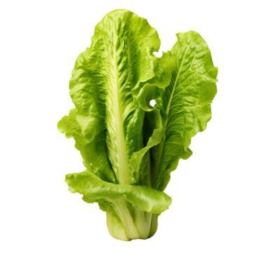 爱吃生菜的人天塌了爱吃生菜的人天塌了！我的本命蔬菜，这下快乐直接减半😭 