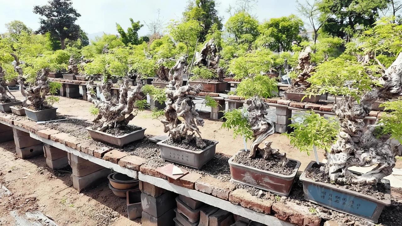 前几天刷到一个直播，主播对着一盆