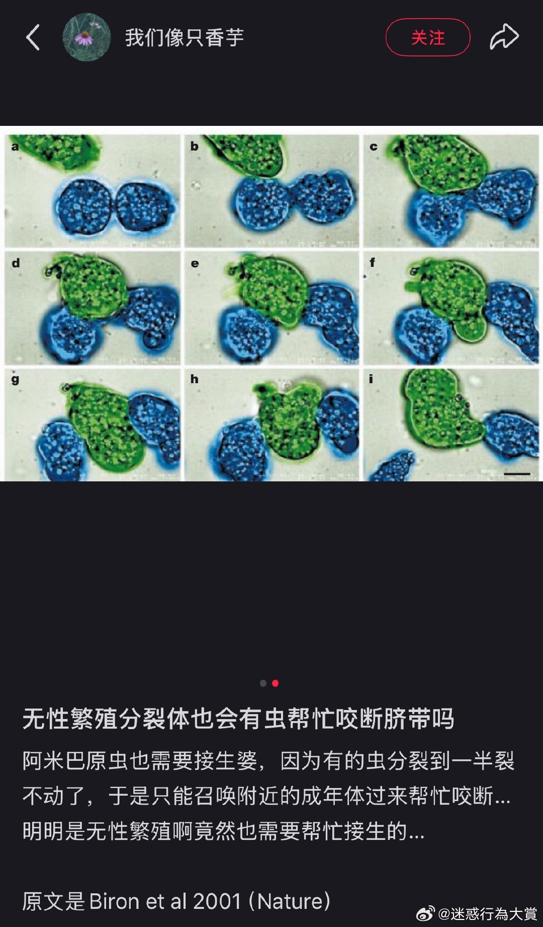 阿米巴原虫需要接生。。。 