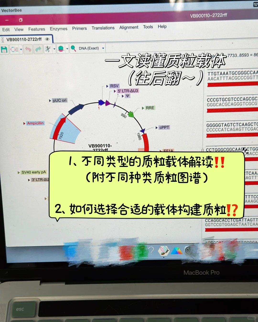 质粒载体解读and如何选择合适的载体⁉️