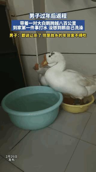 “科学都解释不清了！”河南，一男子过年后返程，带着一对大白鹅开车开了800多公里