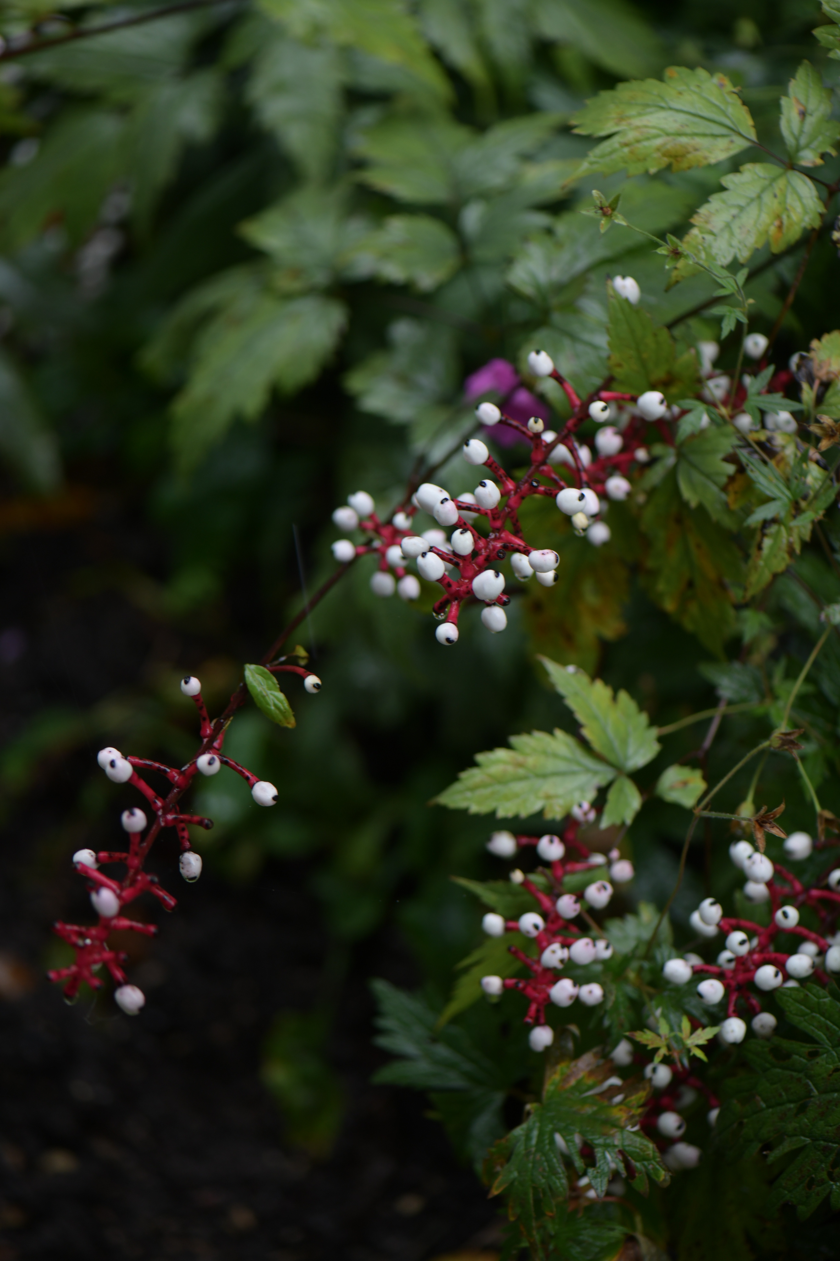 白果类叶升麻， white baneberry。也叫“娃娃眼”，这个名字有点吓人