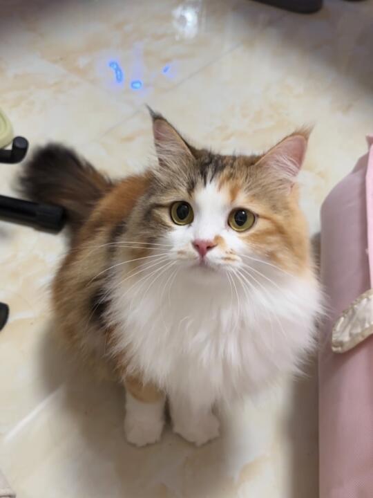 不玻璃心 我的女儿可以当童模吗