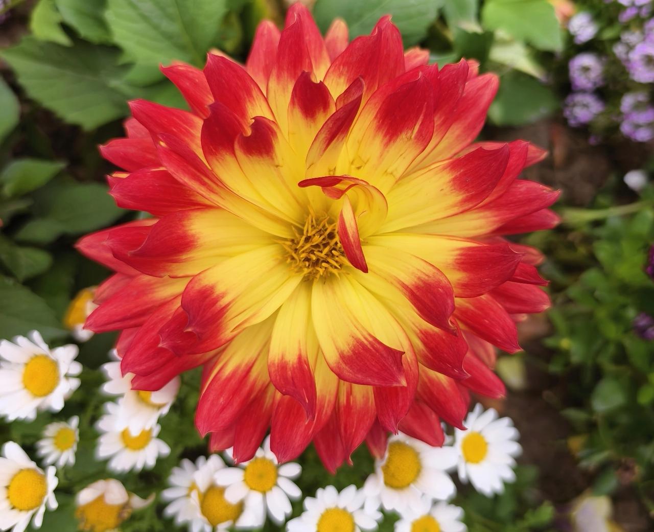 镜头定格的瞬间，这朵大丽花正盛放。瓣边的红是火焰，晕开的黄是暖阳，在静安的街角，