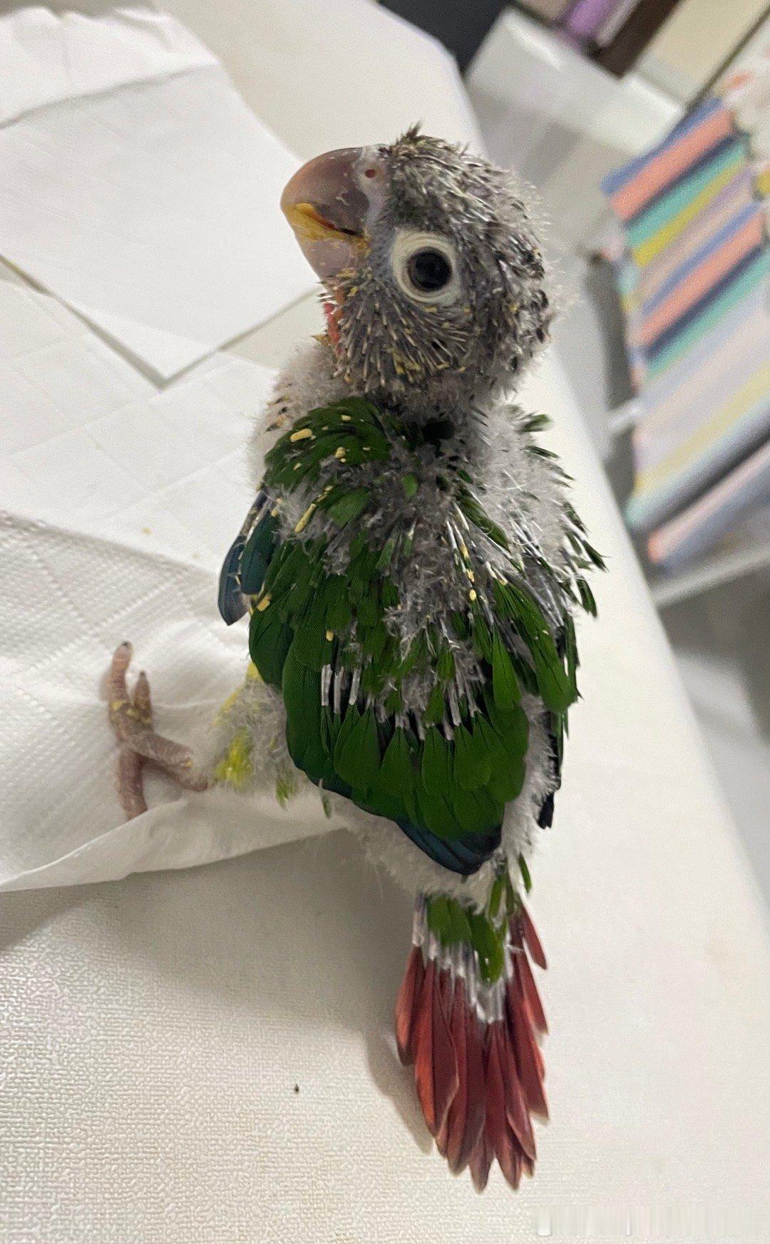 还没长齐毛的小乌鸦🐦⬛！可爱吧！我怎么觉得鸡皮疙瘩出来了！ 