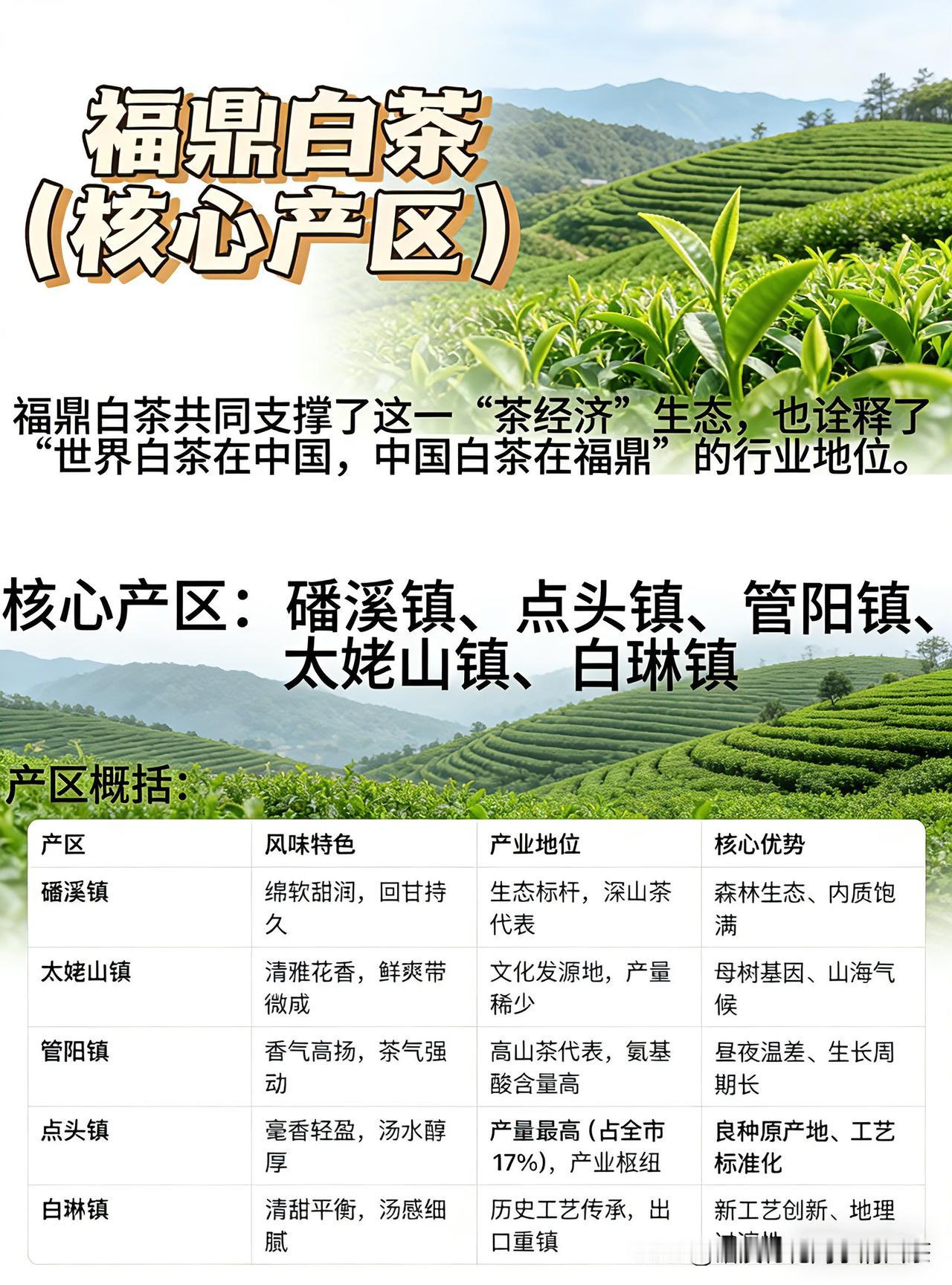 福鼎白茶5大核心产区，是不是磻溪的最好喝？
福鼎白茶