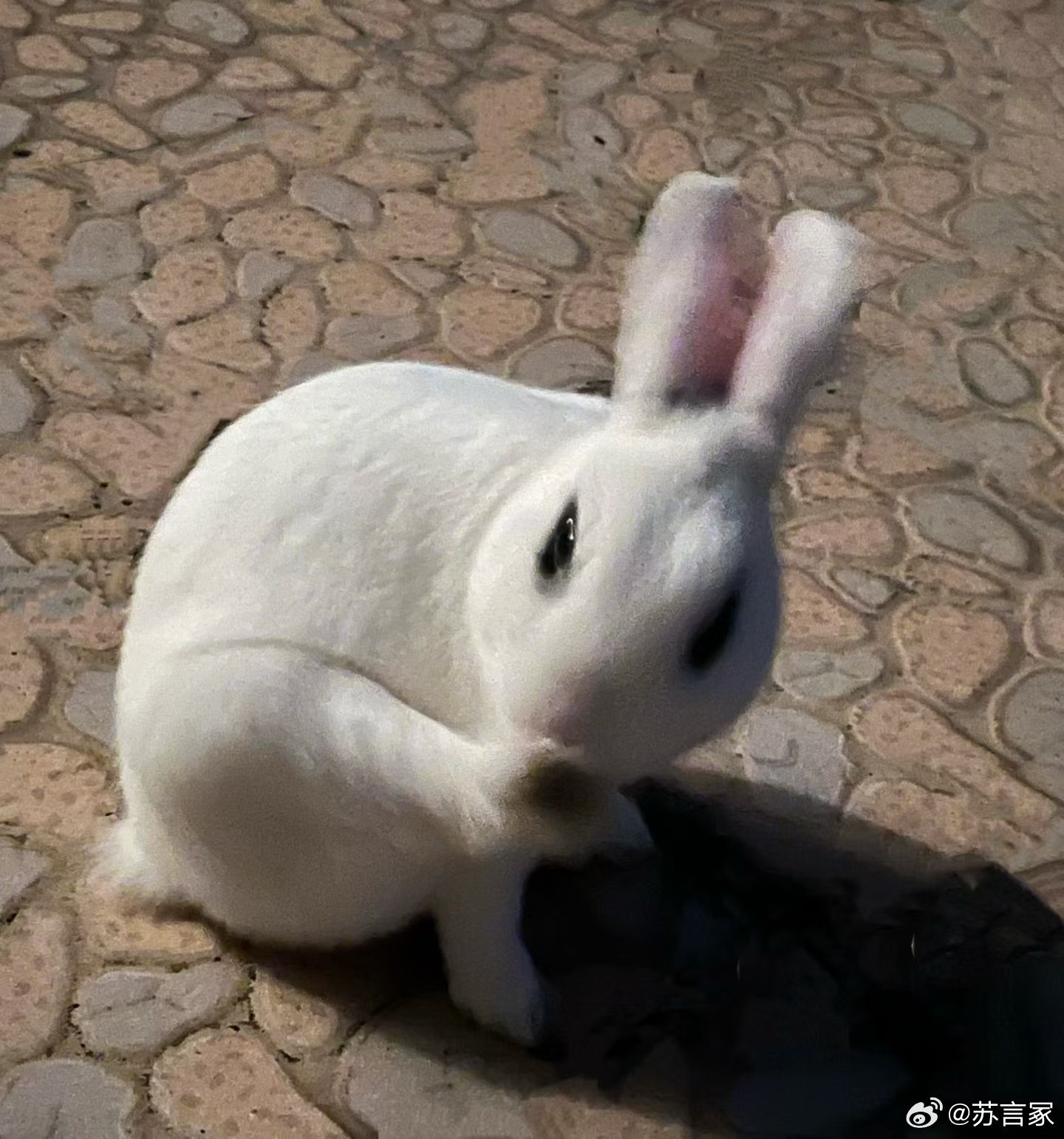 Happy Hour🐇 