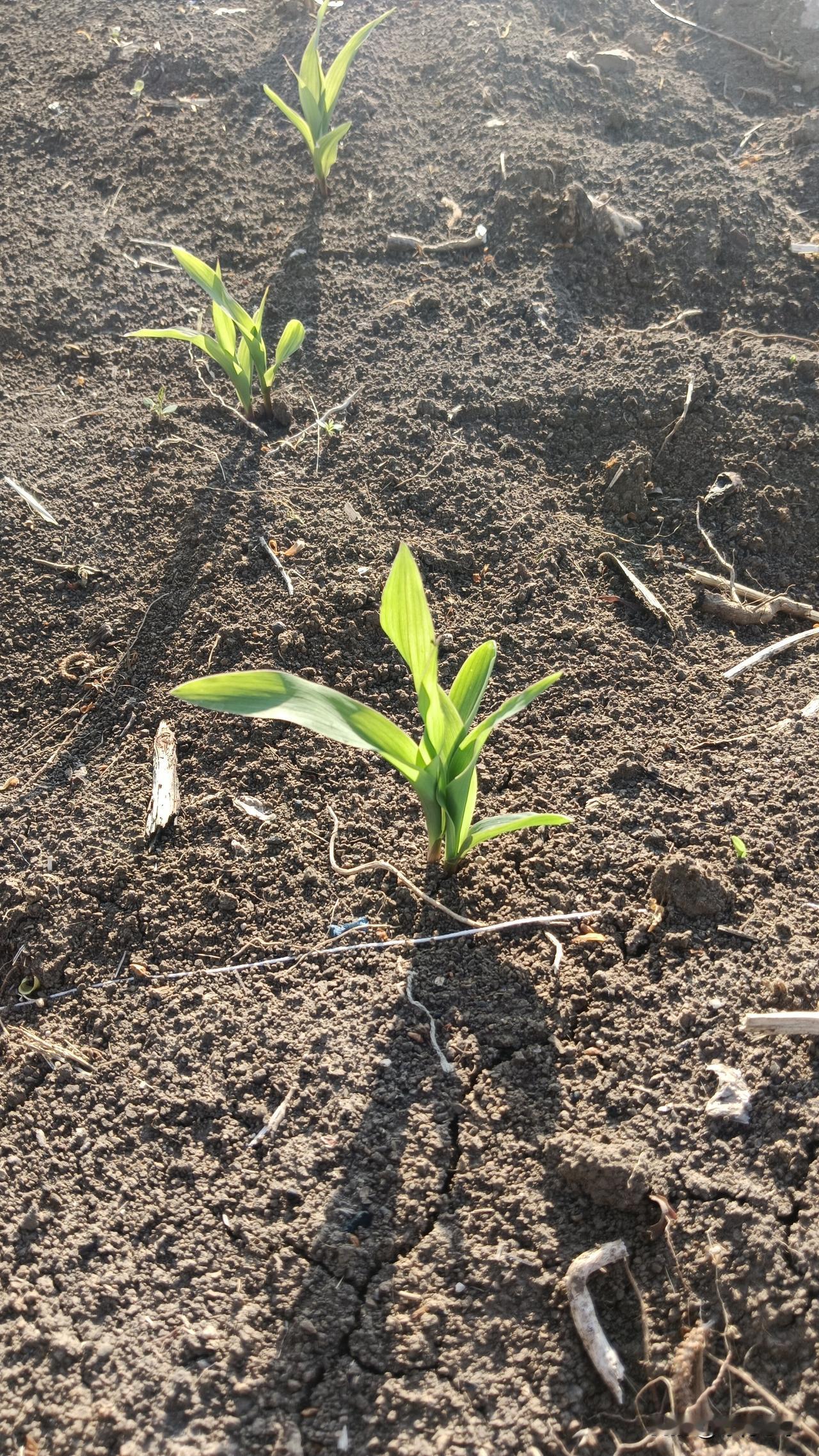 晨光下，黑土地里的禾苗正在茁壮成长，万物生长靠太阳。
玉米🌽，这是东北的盛产之