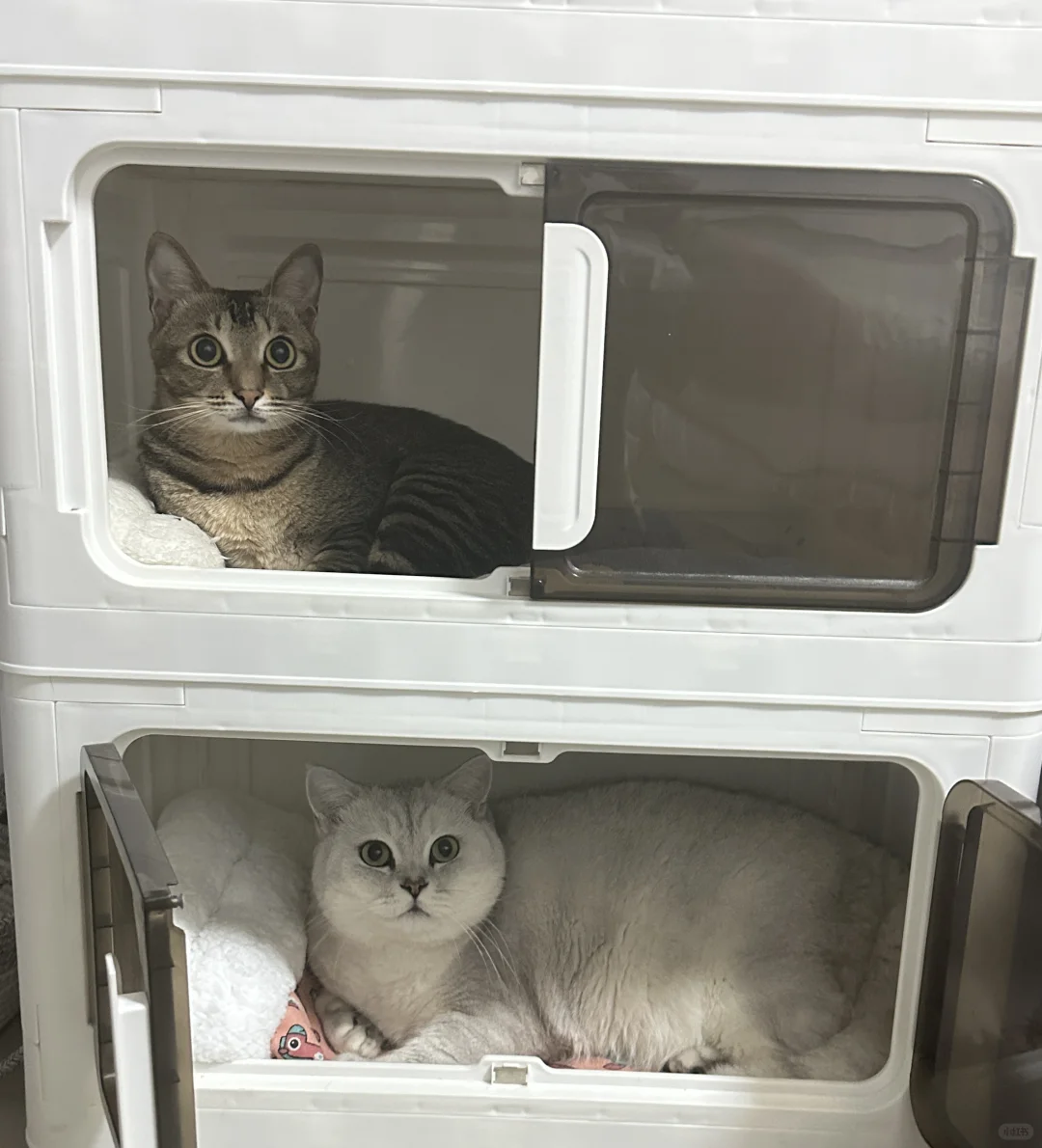 新型猫窝