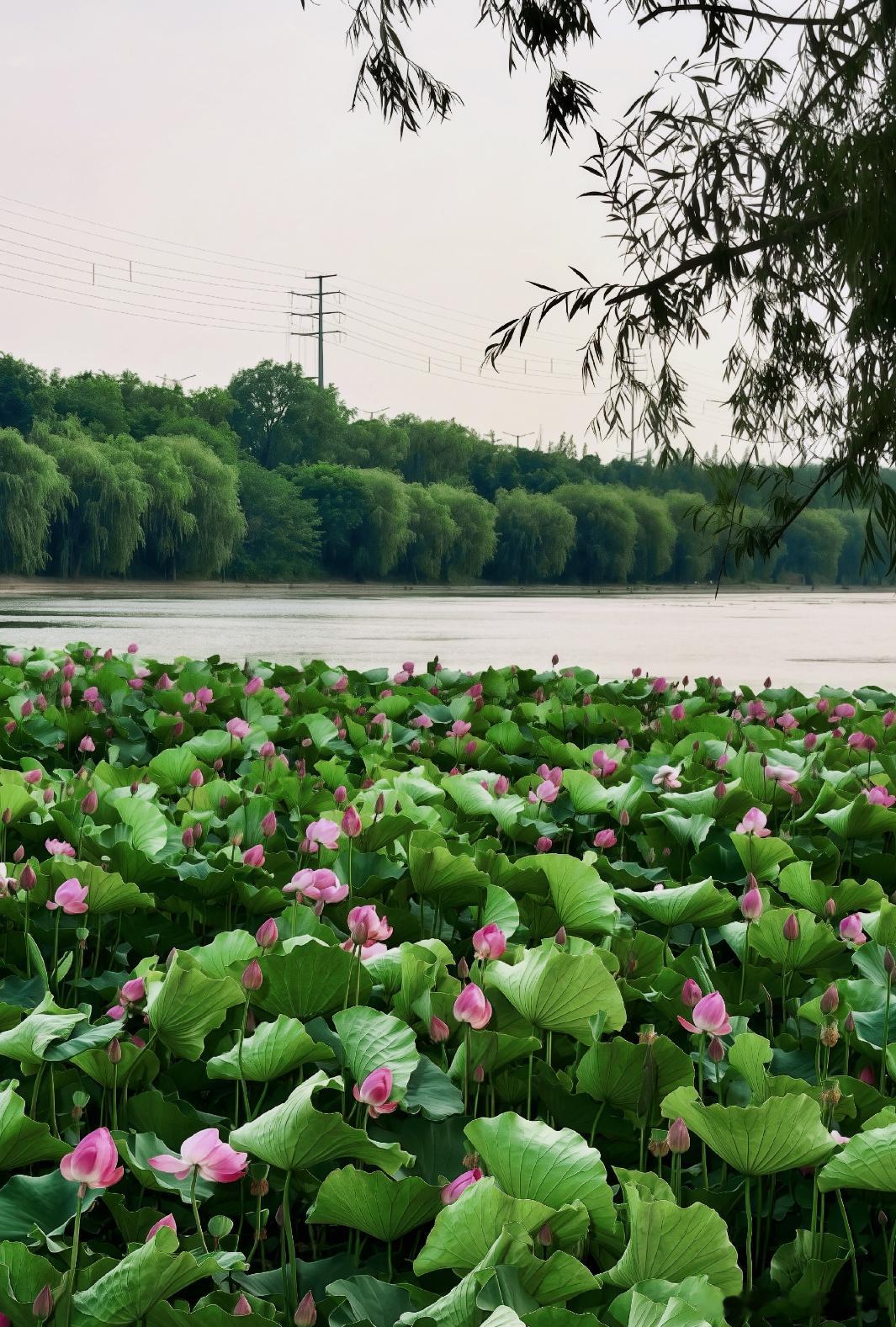 洋洋高锐、良宵美景·吗◎世界……如花吗◎好美的湖水波……粼粼◎好美的霞红光……滟