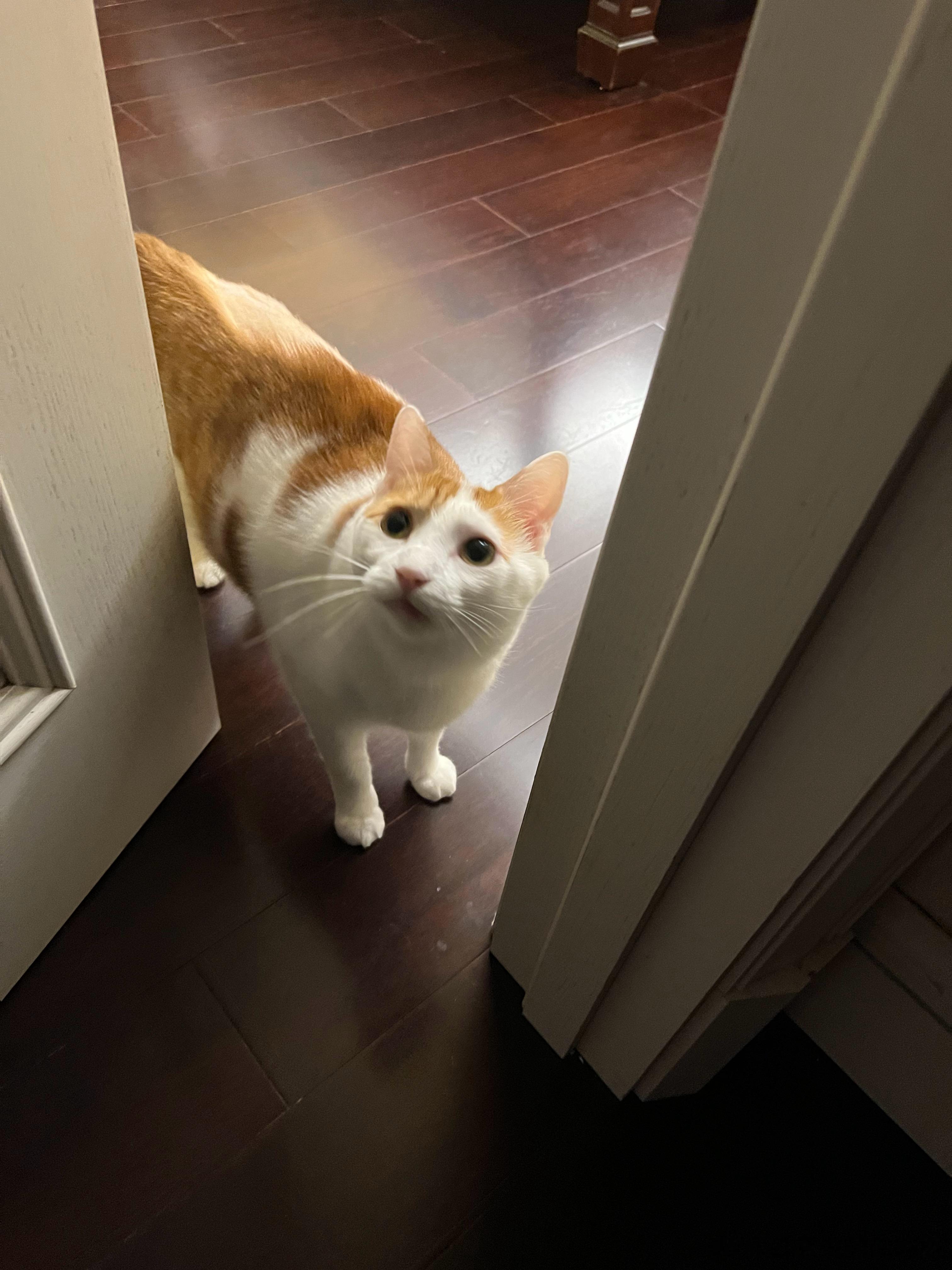 猴猴让我快走，别总东张西望老爷的房门口了，他说他们要就寝了[怒骂] ​​​