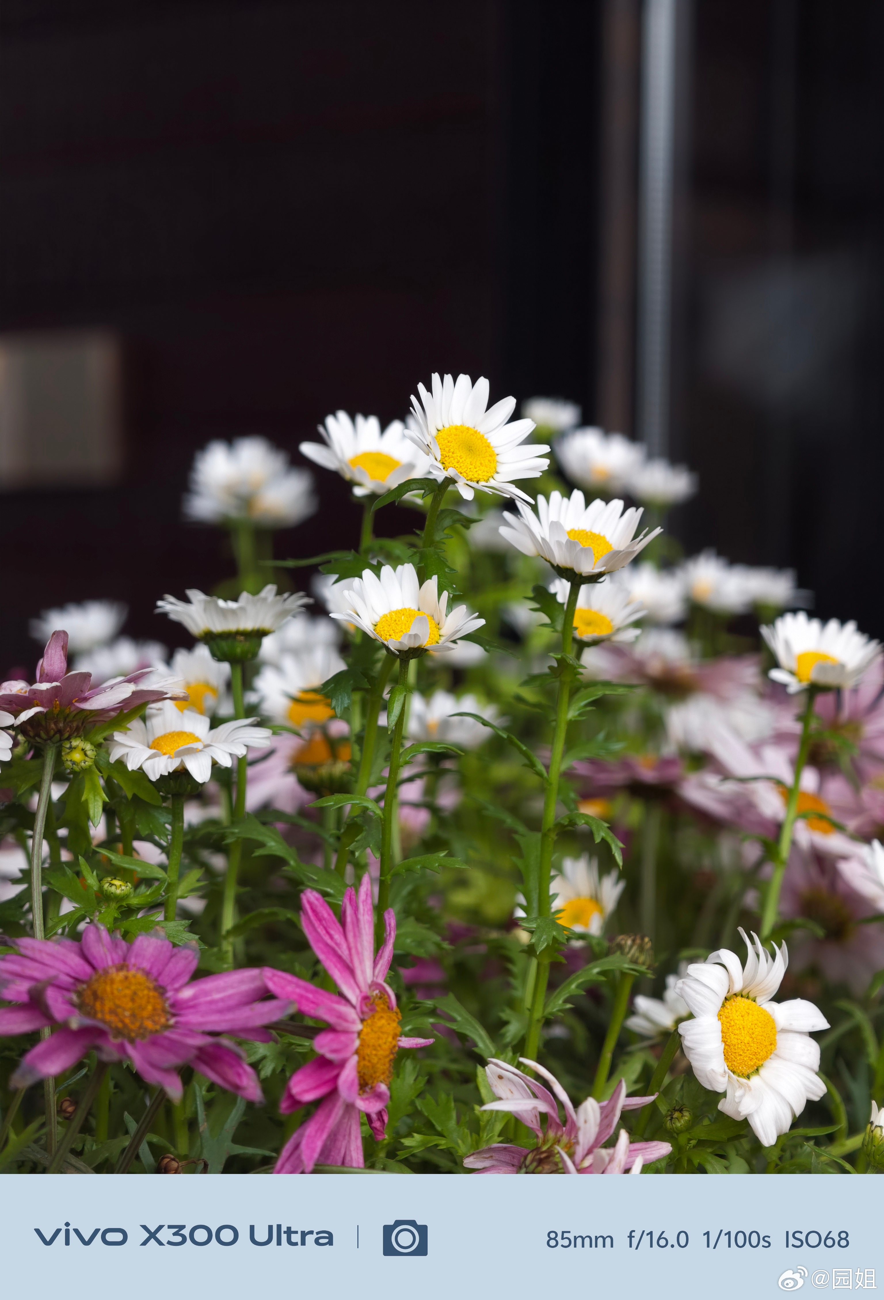 花，前几天在丽江一个咖啡店里拍的，老板种了很多花，长的也很旺盛，忍不住拿vivo