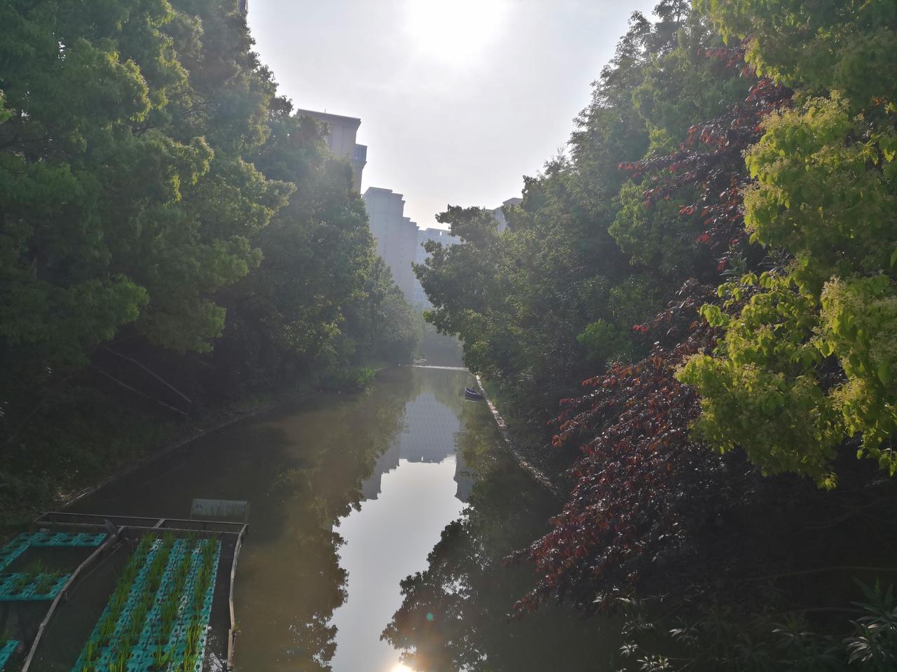 上海下了两个整天的雨，今天早上总算出太阳了。到处都像清洗过一般，树木繁茂，空气清