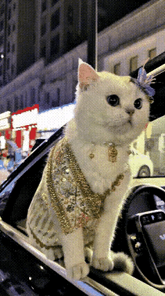 看完这段画面真的觉得特别养眼。主人细心给自家小猫精心打扮，戴上小花，穿上好看的小