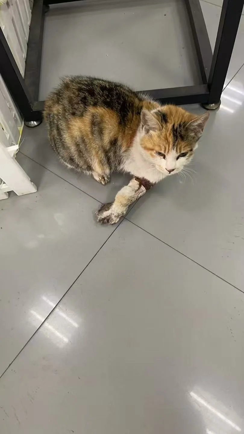 人，咪的腿被掰断了 可以救救咪吗