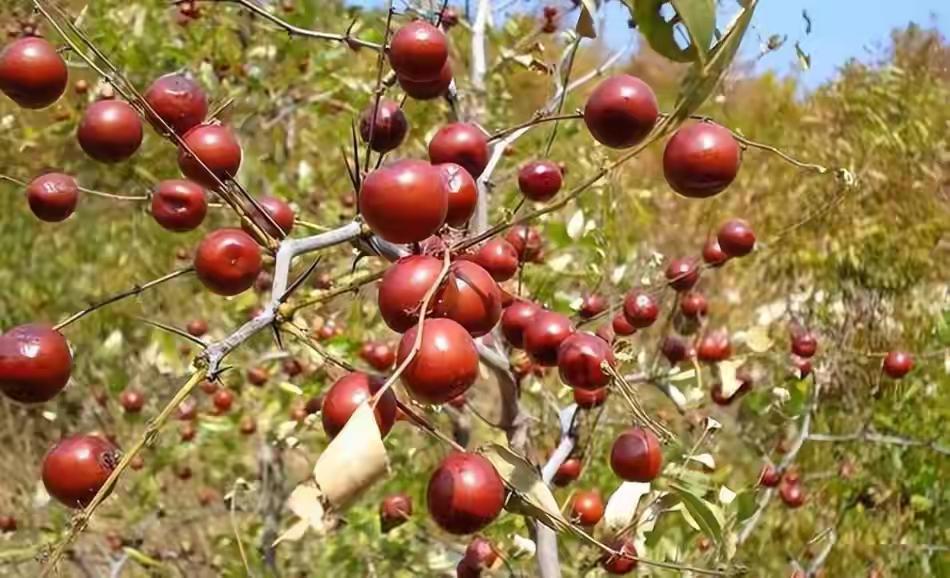 一把野山枣，引发两万多的官司。
近日，在辽宁省朝阳市某个农村，因为一把野山枣产生