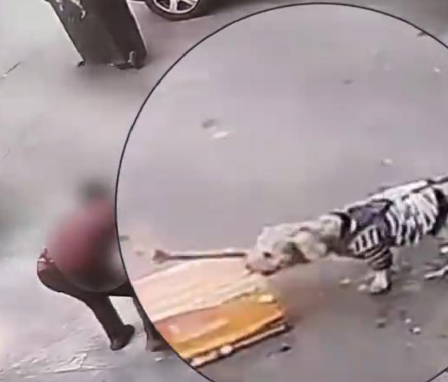 狗狗看家护院是本性，这家的泰迪，不但护家，连门外的纸箱垃圾都护！
前不久，广东佛