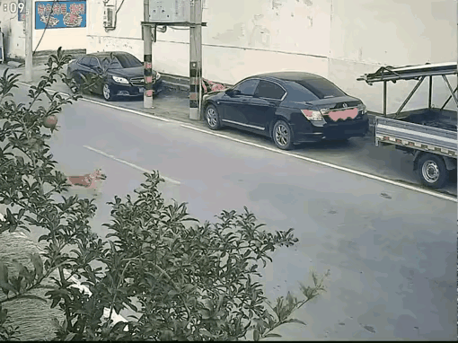 这狗东西？
看来好狗不挡道就是这么来滴！嬉戏打闹横冲直闯，它是不管你什么行人路人