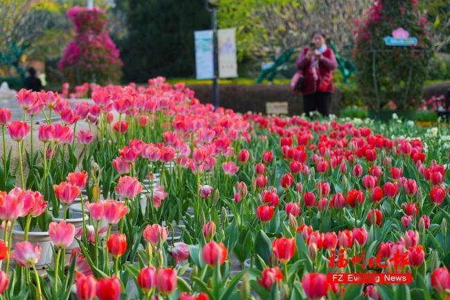 【30000多株！温泉公园郁金香花海太美了！】

3万余株、1万多盆！福州温泉公