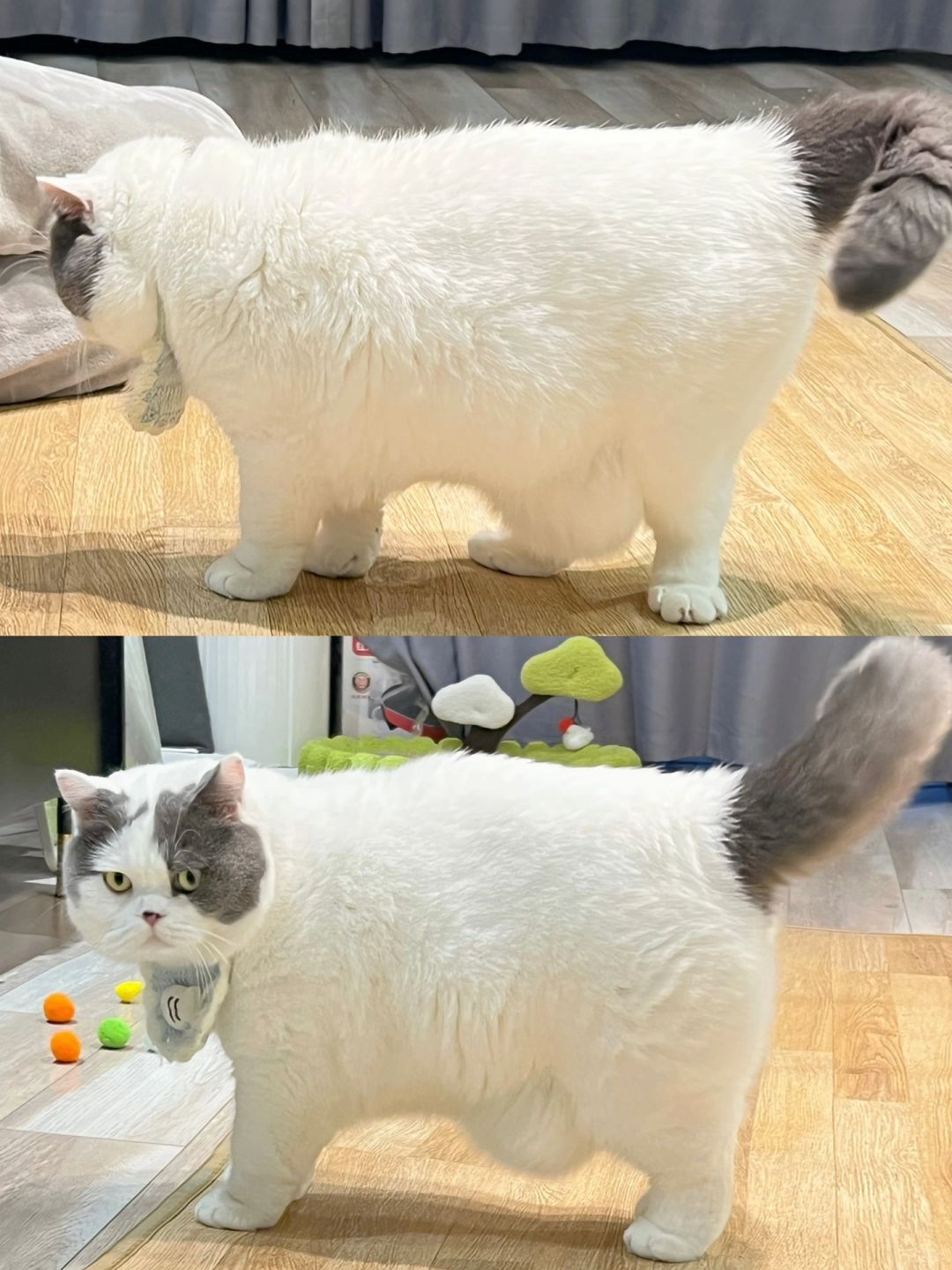 猜猜小肥猫的肚袋袋装的是什么？