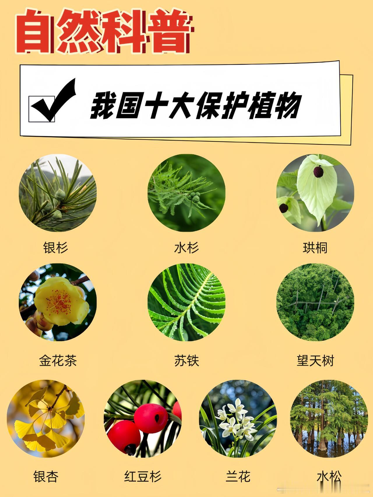 我国的十大保护植物中国有丰富的植物资源，这些植物包括银杉、水杉、珙桐、金花茶、苏
