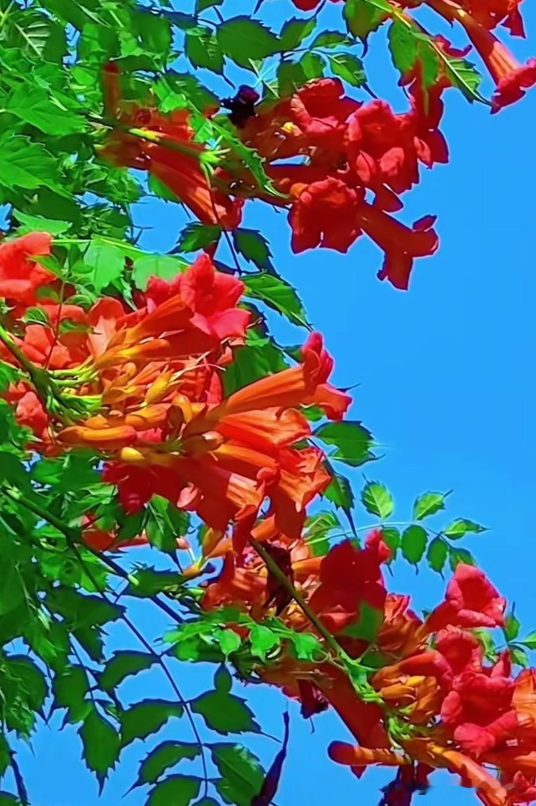 橙红喇叭缀满枝头，凌霄花在蓝天绿叶间热烈绽放，像把夏日的激情都盛开了。它的花语是