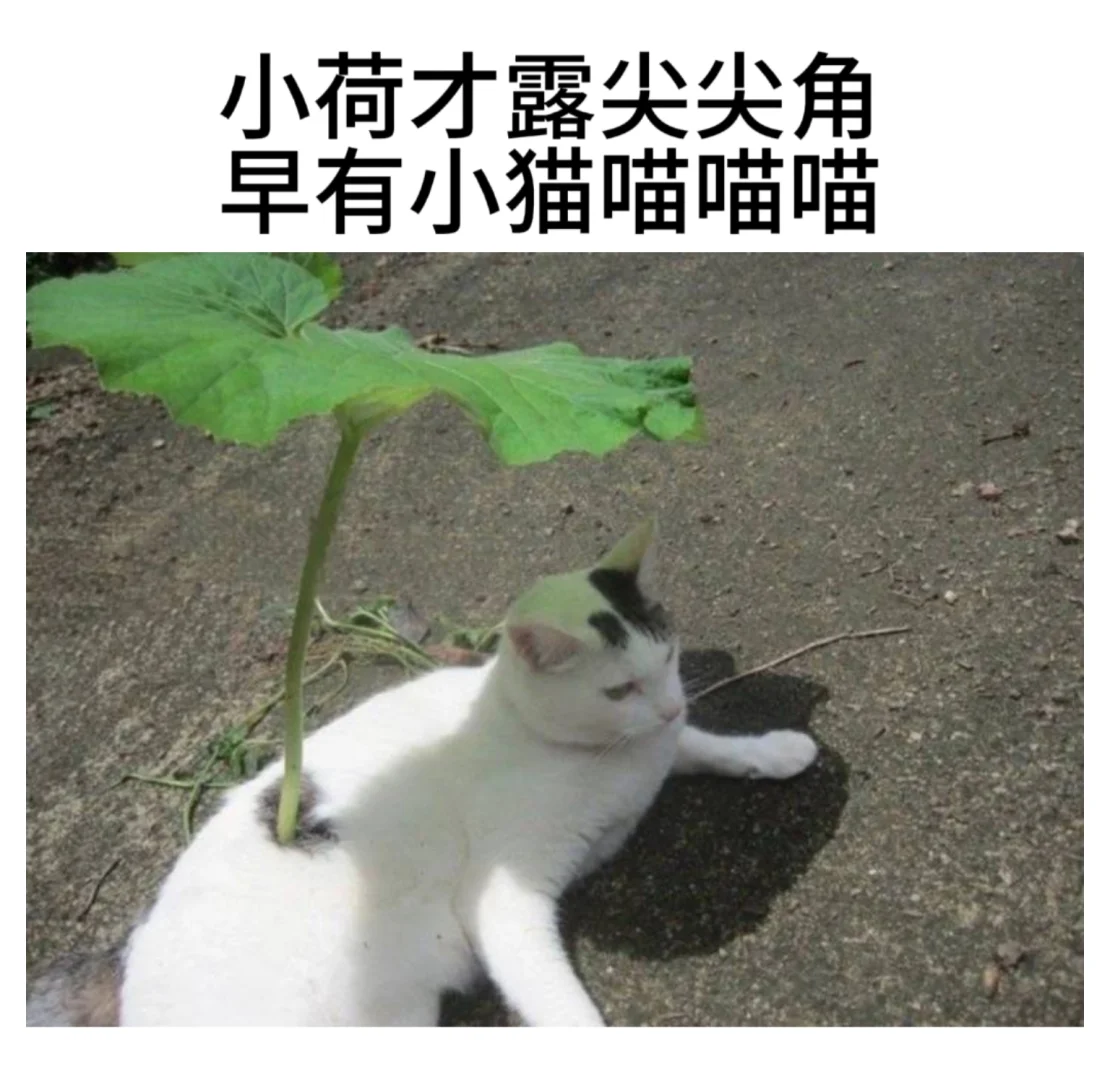 一些小猫梗图  p8猫猫真的很像杰瑞表哥！