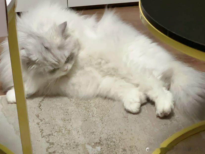 不丢认真舔毛的小丢😺 