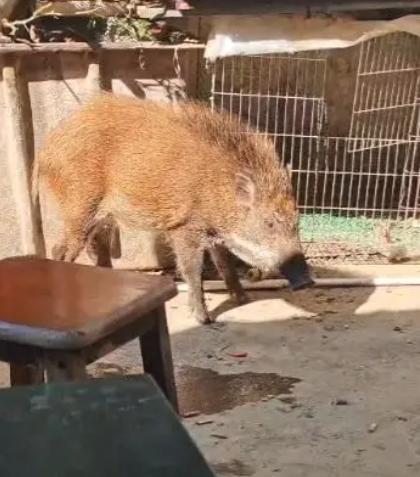 12月3日，广东一男子的家中闯入了一只野猪，男子见野猪像是饿了，就给它煮了面条，