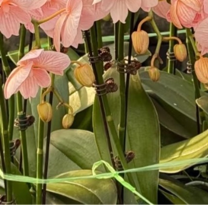 蝴蝶兰的种植方法一、温度环境蝴蝶兰适宜生长的温度范围 在15℃-28℃，在这个温