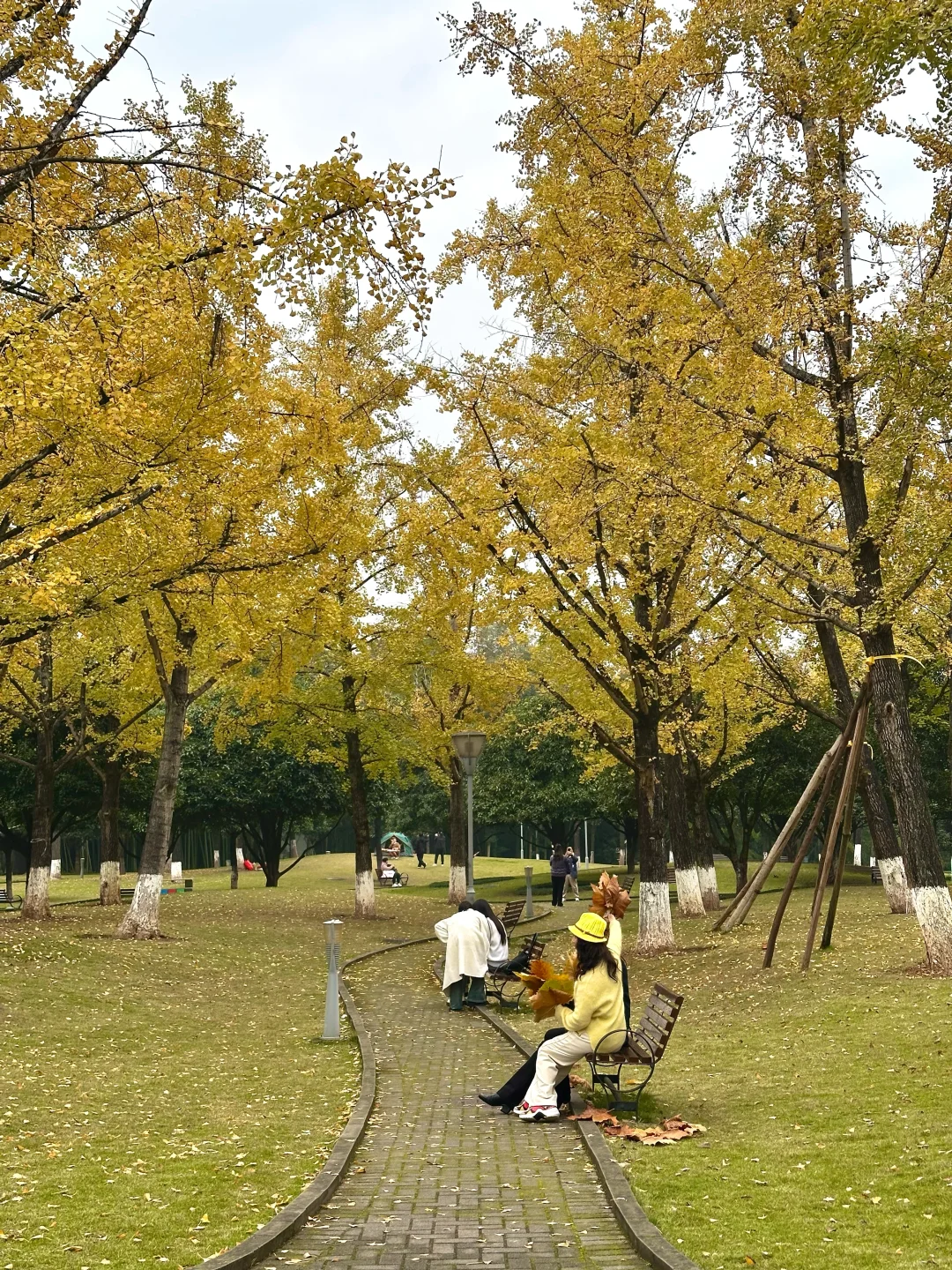 重庆地铁直达！免费公园内的秋日画卷🍂