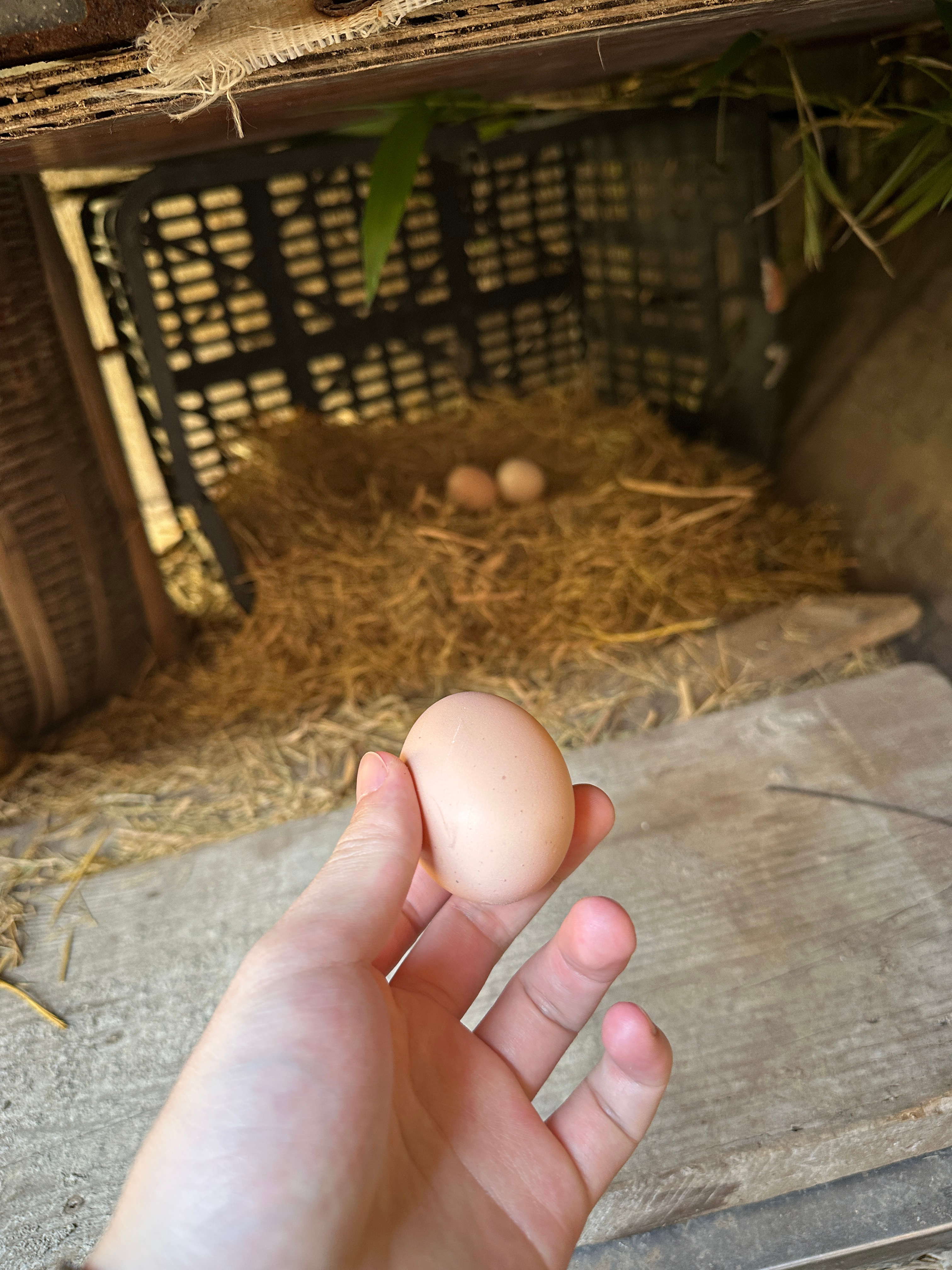 回家的竞人已经开始抓🥚了？ 