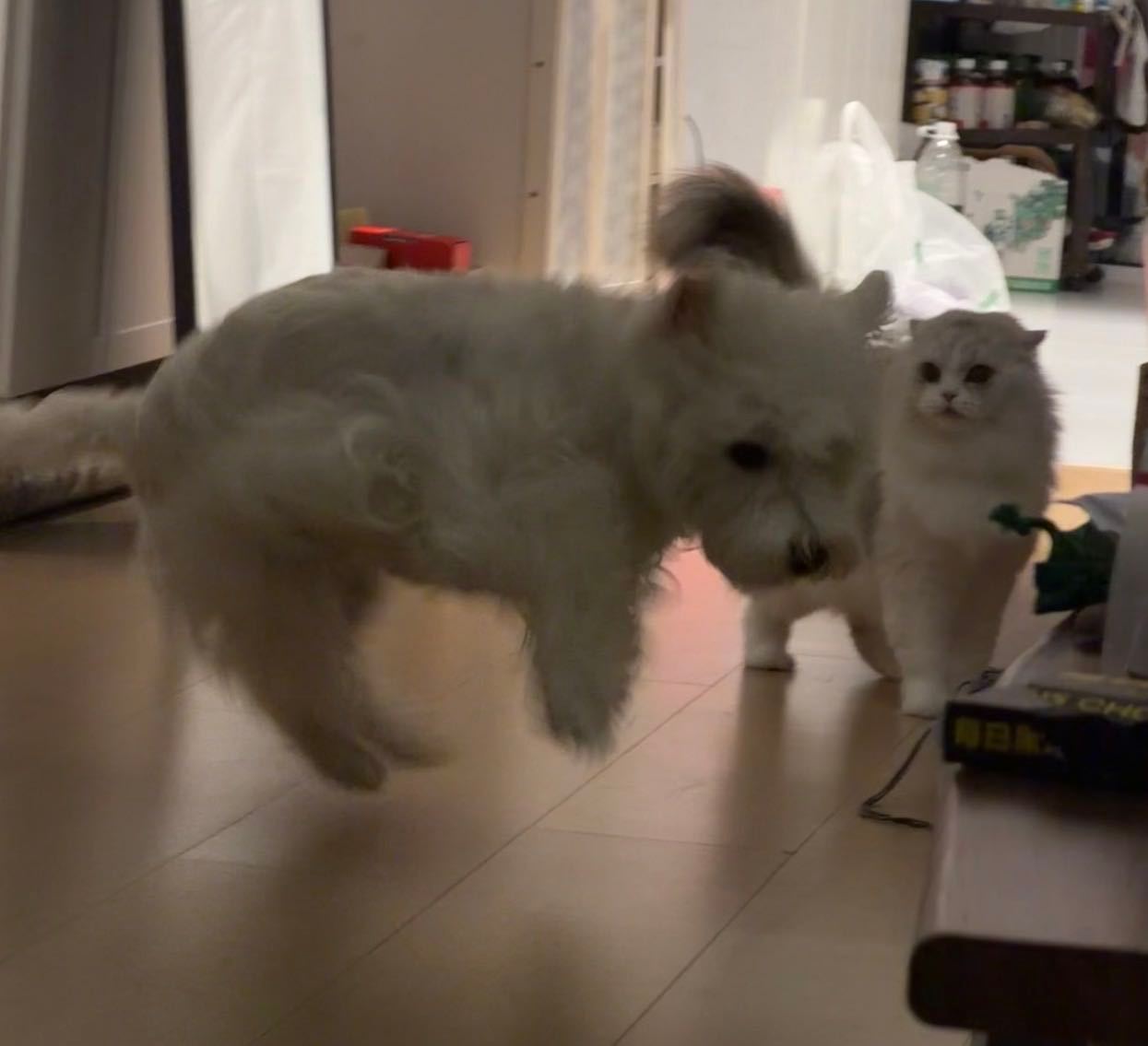 这个呆子会飞 