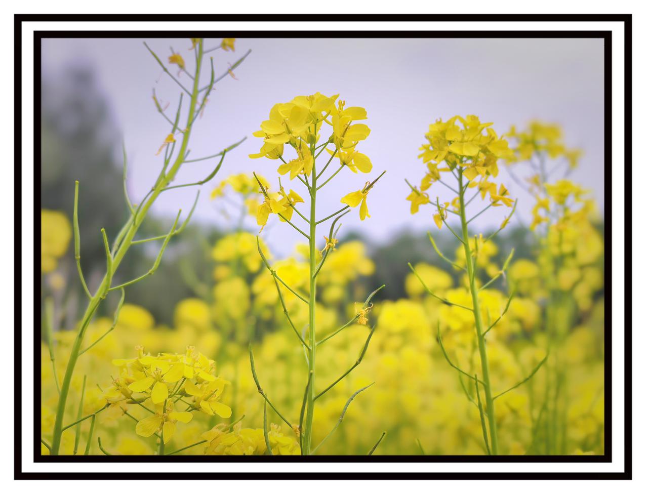 随手拍公园的花草五月六日，北京海淀中坞公园油菜花开
北京公园实拍