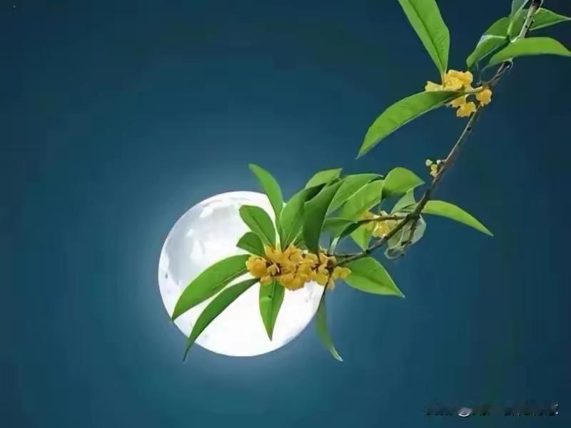 爱情微诗歌‖《星夜恋曲》

星星在夜的幕布闪烁
像你眼中藏着的火
我携晚风路过
