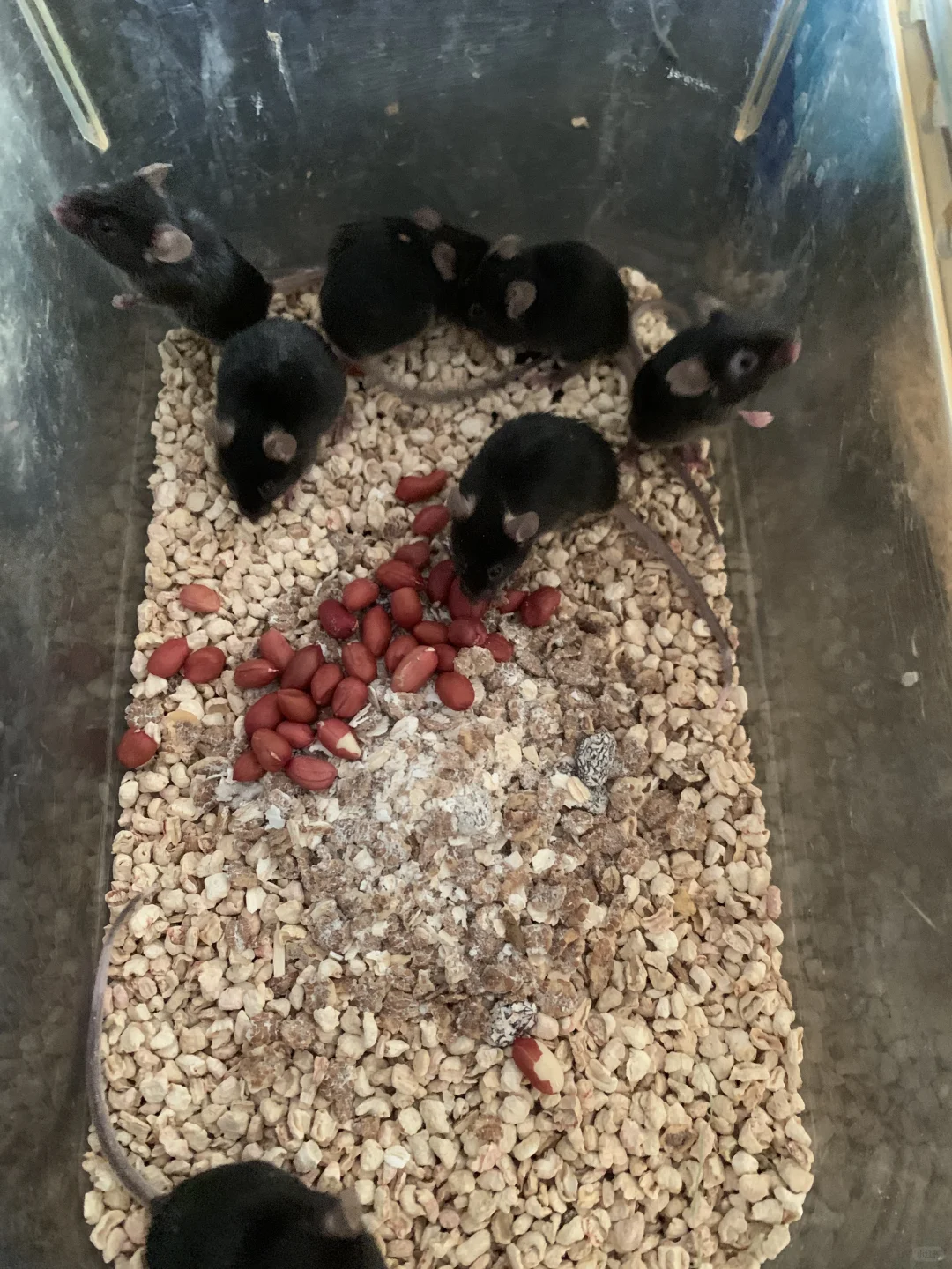 术后给你们喂点进口的