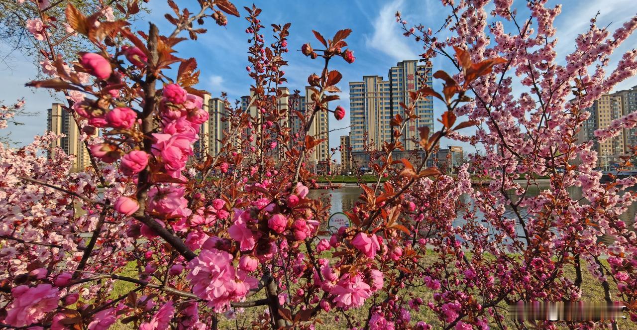 美人梅开放数日  榆叶梅紧随其后